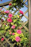 A60 &copy; Alison Grant 2008